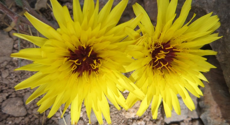Yellow friends